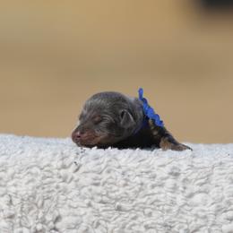 Elitehaus Barbaro - Blue and rust male Doberman Pinscher puppy in Commerce, Texas from Elitehaus