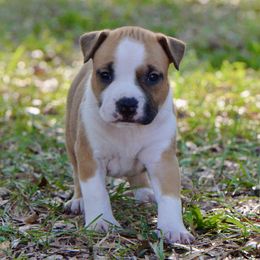 Now - Red female American Staffordshire Terrier puppy in St. Augustine, Florida from LBK & Ancient City