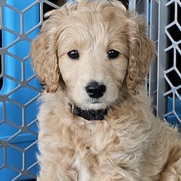 Cheddar - Goldendoodle puppy in Glenford, Ohio from Mi-De Doodles