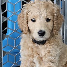 Cheddar - Goldendoodle puppy in Glenford, Ohio from Mi-De Doodles