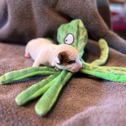 Boy 3 - Tri-color male Russell Terrier puppy in Jerome, Idaho from Jerome Russell Terriers