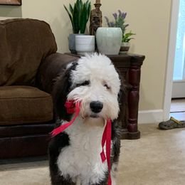 Goldendoodle and Sheepadoodle All Grown Up from Paw City Doodles