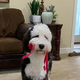 Goldendoodle and Sheepadoodle All Grown Up from Paw City Doodles