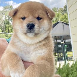Girl 1 - Red female Shiba Inu puppy in Milton, Florida from Moonlight Shibas