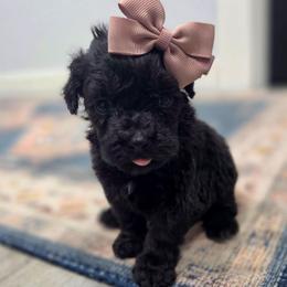 Harley - female Cavapoochon puppy in Bullard, Texas from Cavapoochon Central LLC