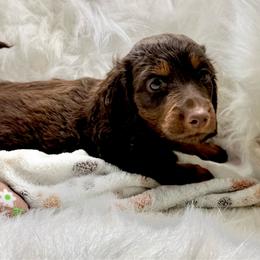 Whiskey - Chocolate male Dachshund puppy in Fort Worth, Texas from Louis' Litters