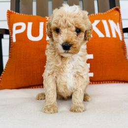 Gunner - Apricot male Goldendoodle puppy in Auburn, Indiana from Martin’s Doodles