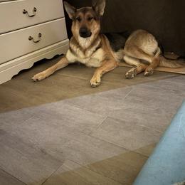 German Shepherd puppies from Janices AKC German Sheperds LLC