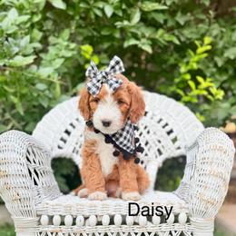 Peach Female - Red  female Goldendoodle puppy in Springville, Utah from JW Doodles
