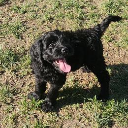 Vivian - Black female Goldendoodle puppy in Kansas City, Missouri from Poppy's Doodles