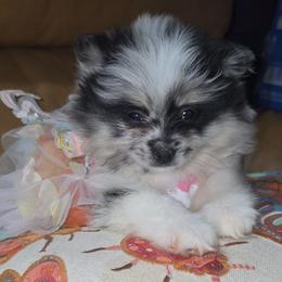 Hunnibunnie Bonnie - Blue merle female Pomeranian puppy in Cleveland, Ohio from Hunnibunnies