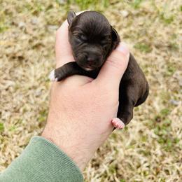 Breckenridge - Liver male Miniature Schnauzer puppy in Alabama from Little River Miniature Schnauzers