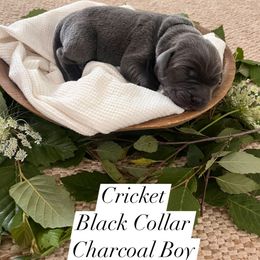 Cricket - Charcoal male Dilute Retriever puppy in Kenton, Ohio from Lynn Valley Labradors
