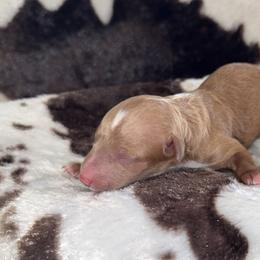 Boy 3 - Apricot male Aussiedoodle puppy in Mtn Rest, South Carolina from Stocktons Doxies & Doodles