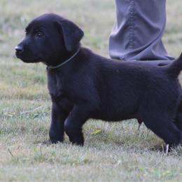 Light blue collar - Black male Labrador Retriever puppy in Four Oaks, North Carolina from TLC Retrievers