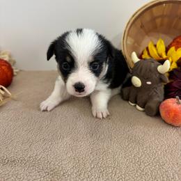 Batman - Black and tan male Pembroke Welsh Corgi puppy in Millsap, Texas from Punchy Pembroke Ranch