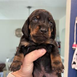Coal - Black and tan male Dachshund puppy in Venice, Florida from JD’s Weiner-Wonderland
