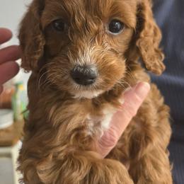 Star - Red female Cockapoo puppy in Conklin, Michigan from Lake Michigan Couture Cavapoos & Cockapoos