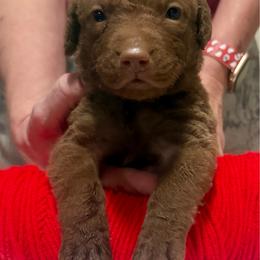 Red Male - Brown male Chesapeake Bay Retriever puppy in Houston, Texas from Monarch Chesapeakes