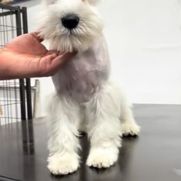 Miniature Schnauzer All Grown Up from Rc Kennels