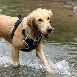 Lucy - Golden Retriever