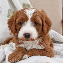Phantom - Red  male Goldendoodle puppy in Fordland, Missouri from K&K's Puppy Kingdom
