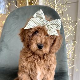 Scarlet Sweetie she'd be our PICK of litter - Red  female Goldendoodle puppy in Mayfield, Utah from Ruff Country Doodles