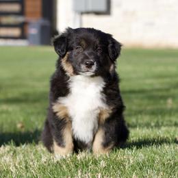 Hunter - Black tri male Miniature American Shepherd puppy in Stephenville, Texas from Diamond H Aussies