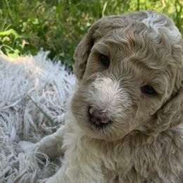 Macy - Poodle puppy in Redding, California from Canyon Creek Kennels