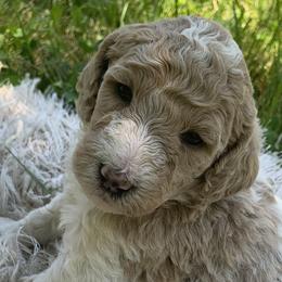 Macy - Poodle puppy in Redding, California from Canyon Creek Kennels