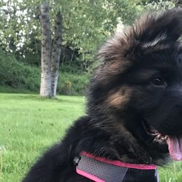 German Shepherds from Wataha Shepherds