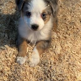 Blitzen - Blue tri male Toy Australian Shepherd puppy in Menan, Idaho from Teton Toy Aussies