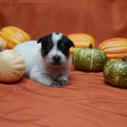 B1 - Blue male Australian Cattle Dog puppy in Buffalo Valley, Tennessee from Buffalo Valley Breeders