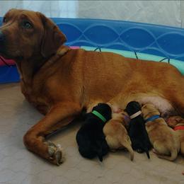 Chips - Yellow female Labrador Retriever puppy in Prince George, Virginia from Kingdom Kenelz Labradors
