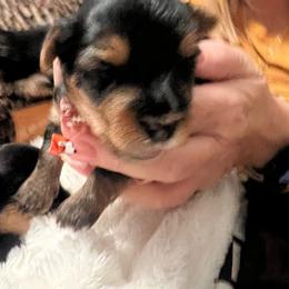 Boy 2 - Black and gold male Yorkshire Terrier puppy in Bakersfield, California from Tiny Tails Yorkies
