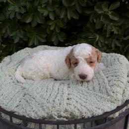 Francesca - Parti female Goldendoodle puppy in Barstow, California from Golden Desert Doodles