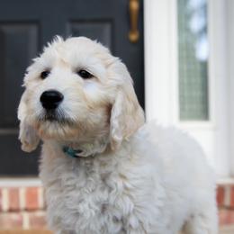 Goldendoodles from Alpine Angel Puppies