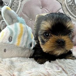 Prancer - Black and gold male Yorkshire Terrier puppy in Oscoda, Michigan from Sweet Bella Babies