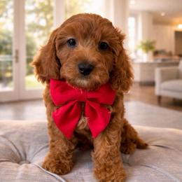 Rusty - Red male Cavapoo puppy in Ormond Beach, Florida from Florida Coast Doodles