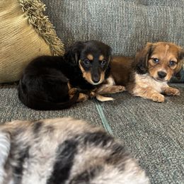 Dachshund Puppies from Monterey Bay Dachshund Kennel