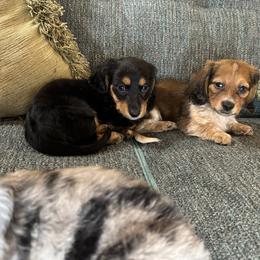 Dachshund Puppies from Monterey Bay Dachshund Kennel