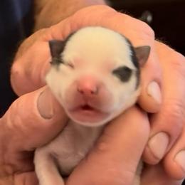 Spot - White male Pomsky puppy in Spring Hill, Florida from PDQ Pomskies