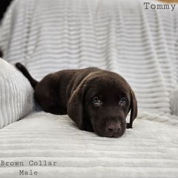Tommy - Chocolate male Labrador Retriever puppy in Boyd, Minnesota from Lindley Labradors