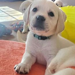 Boy Light Blue - Yellow male Labrador Retriever puppy in Santa Clarita, California from Five Star Labradors