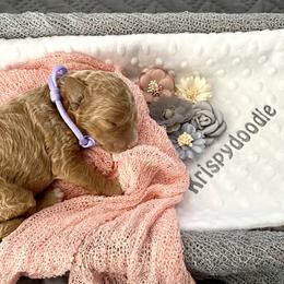 Goldendoodle and Poodle Puppies from Krispy Doodles