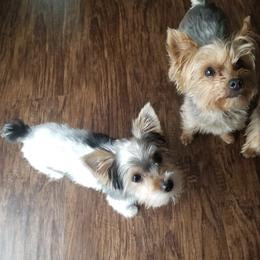 Yorkshire Terriers from Kizzie's Yorkies