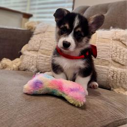 Lulu's Red Boy - Black and tan male Pembroke Welsh Corgi puppy in Vilonia, Arkansas from Lucky Pups Corgis