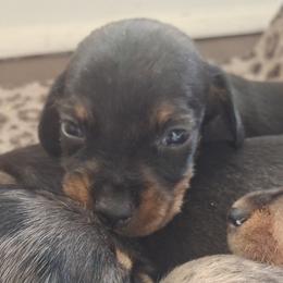 Boy 1 - Black and tan male Dachshund puppy in Oakman, Alabama from MEL Puppies