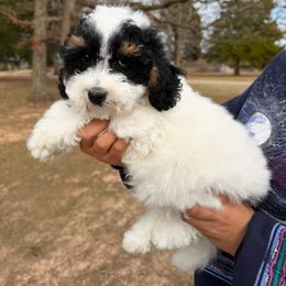 Cookie Dough - Bernedoodle puppy from PoodlelyDoodlely
