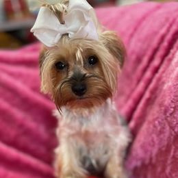 Penelope - Morkie